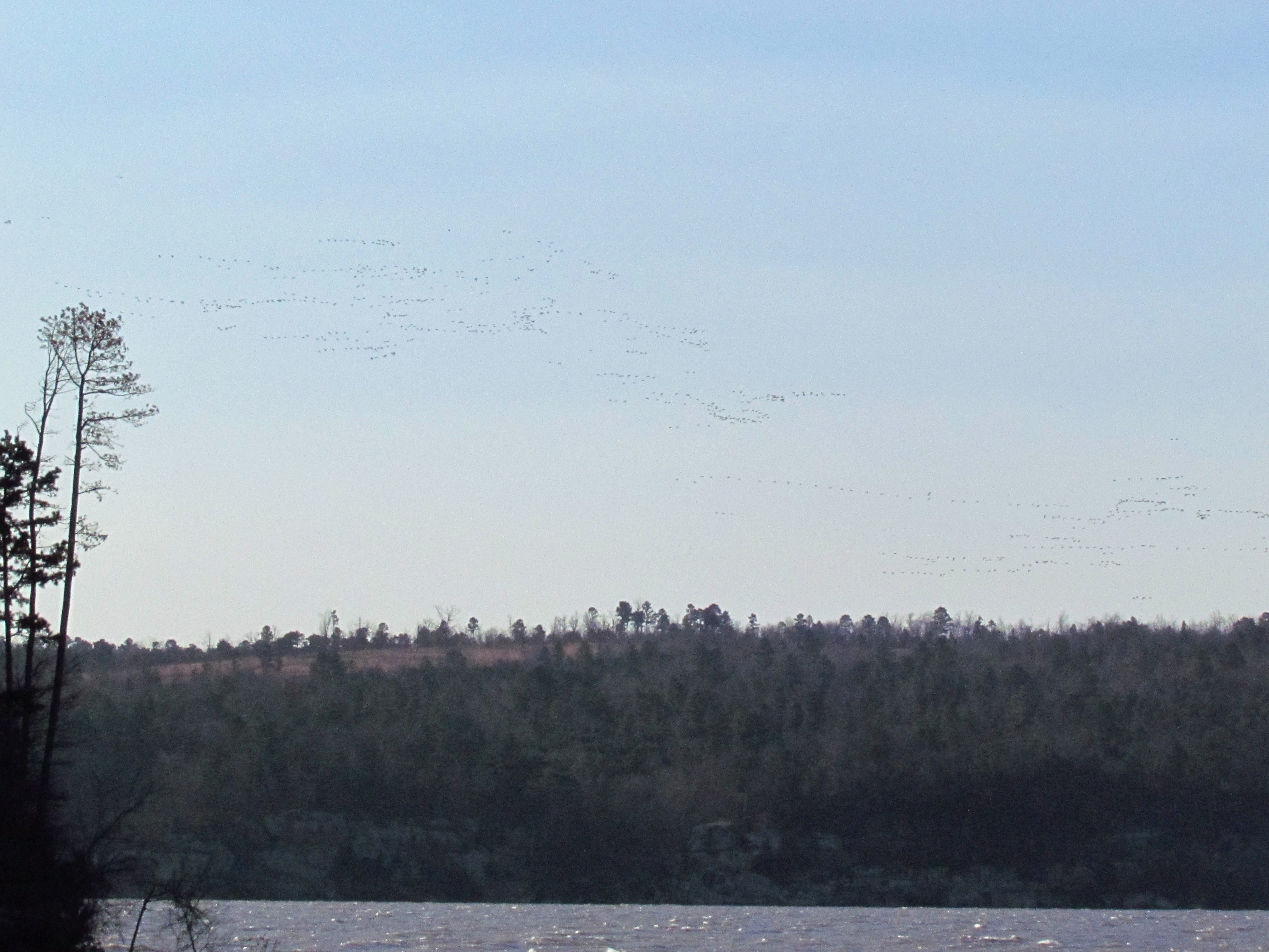 Hundreds of snow geese dot the sky above a distant bluff line on Lake Dardanelle .